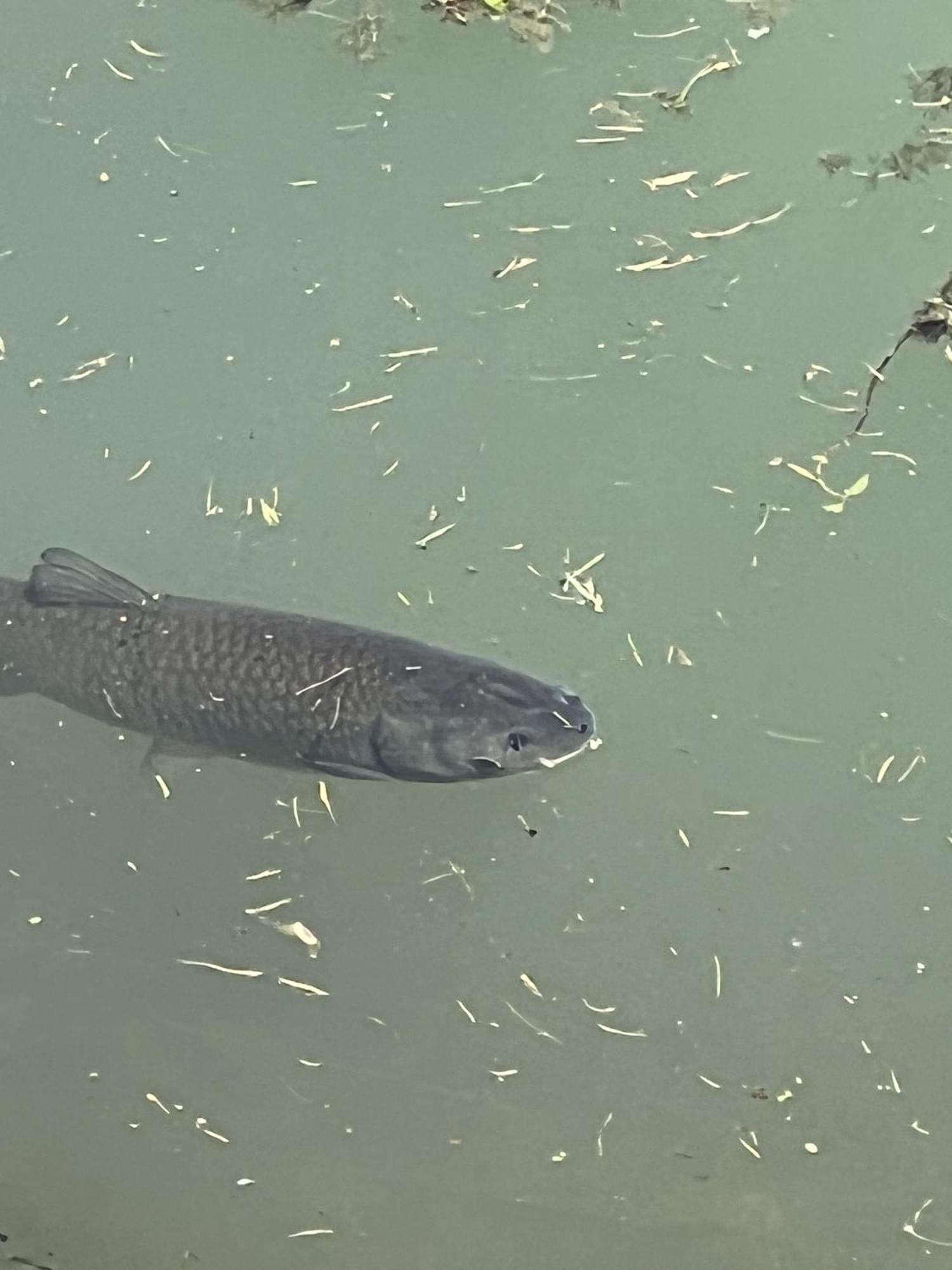 Haus Am Fischteich Leilighet Feistritz ob Bleiburg Eksteriør bilde