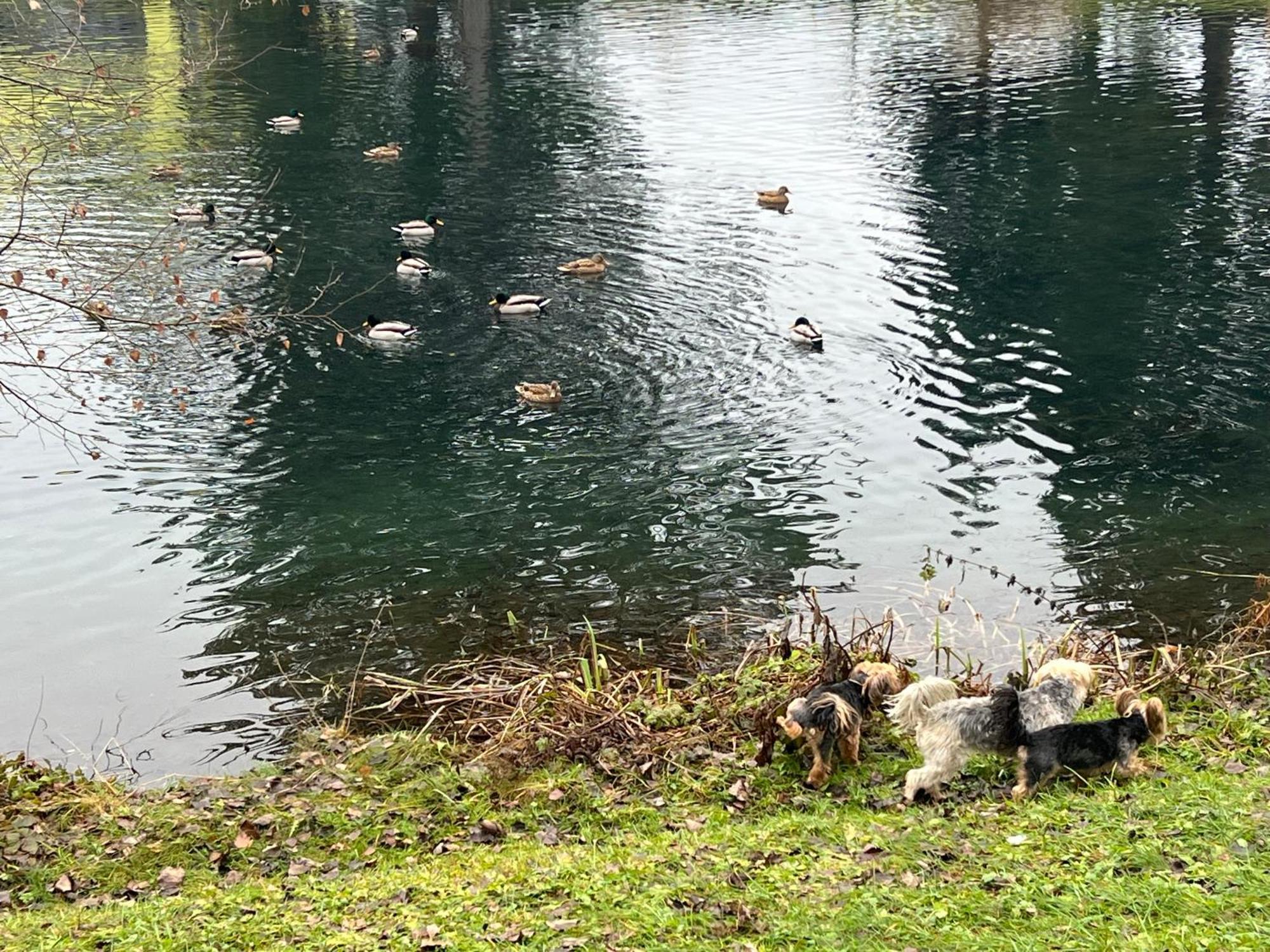 Haus Am Fischteich Leilighet Feistritz ob Bleiburg Eksteriør bilde
