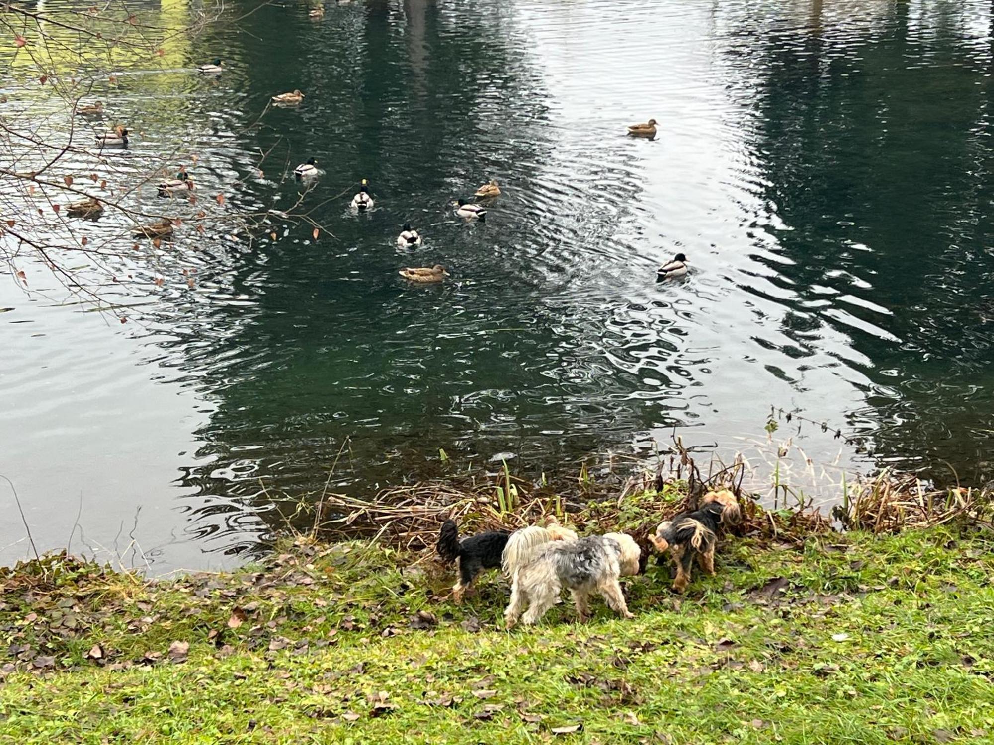 Haus Am Fischteich Leilighet Feistritz ob Bleiburg Eksteriør bilde